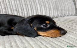 Miniature Dachshund dogs for sale: Two beautiful mini dash’s  - Image 12