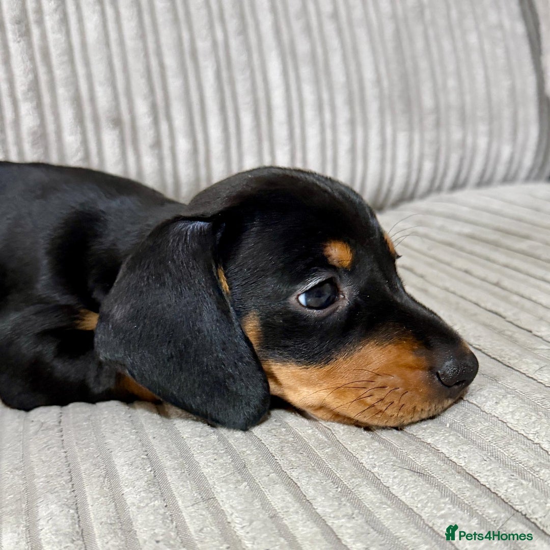 Miniature Dachshund dogs for sale: Two beautiful mini dash’s  - Image 12