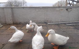 Ducks poultry for sale: Aylesbury ducks  - Image 2