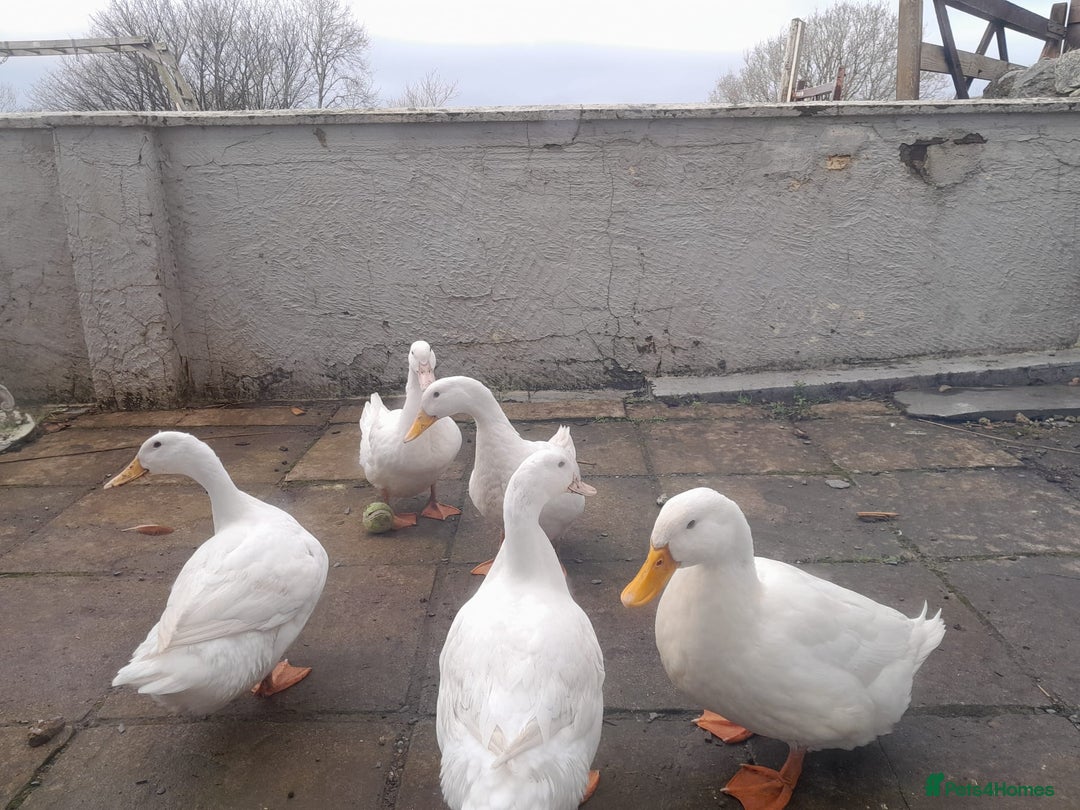 Ducks poultry for sale: Aylesbury ducks  - Image 2
