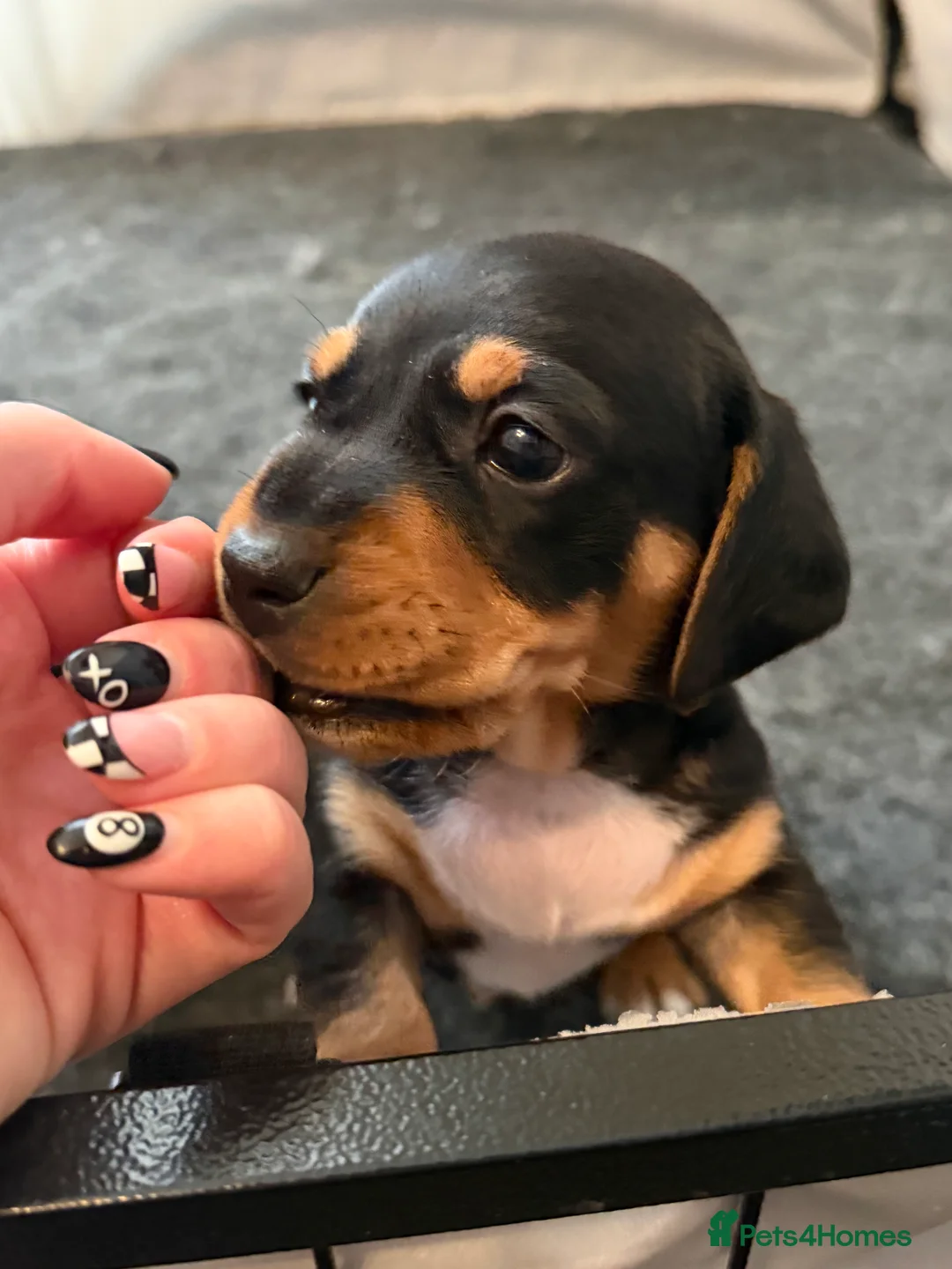 Jackshund dogs for sale: Beautiful Jackweenie Boy  - Advert 6