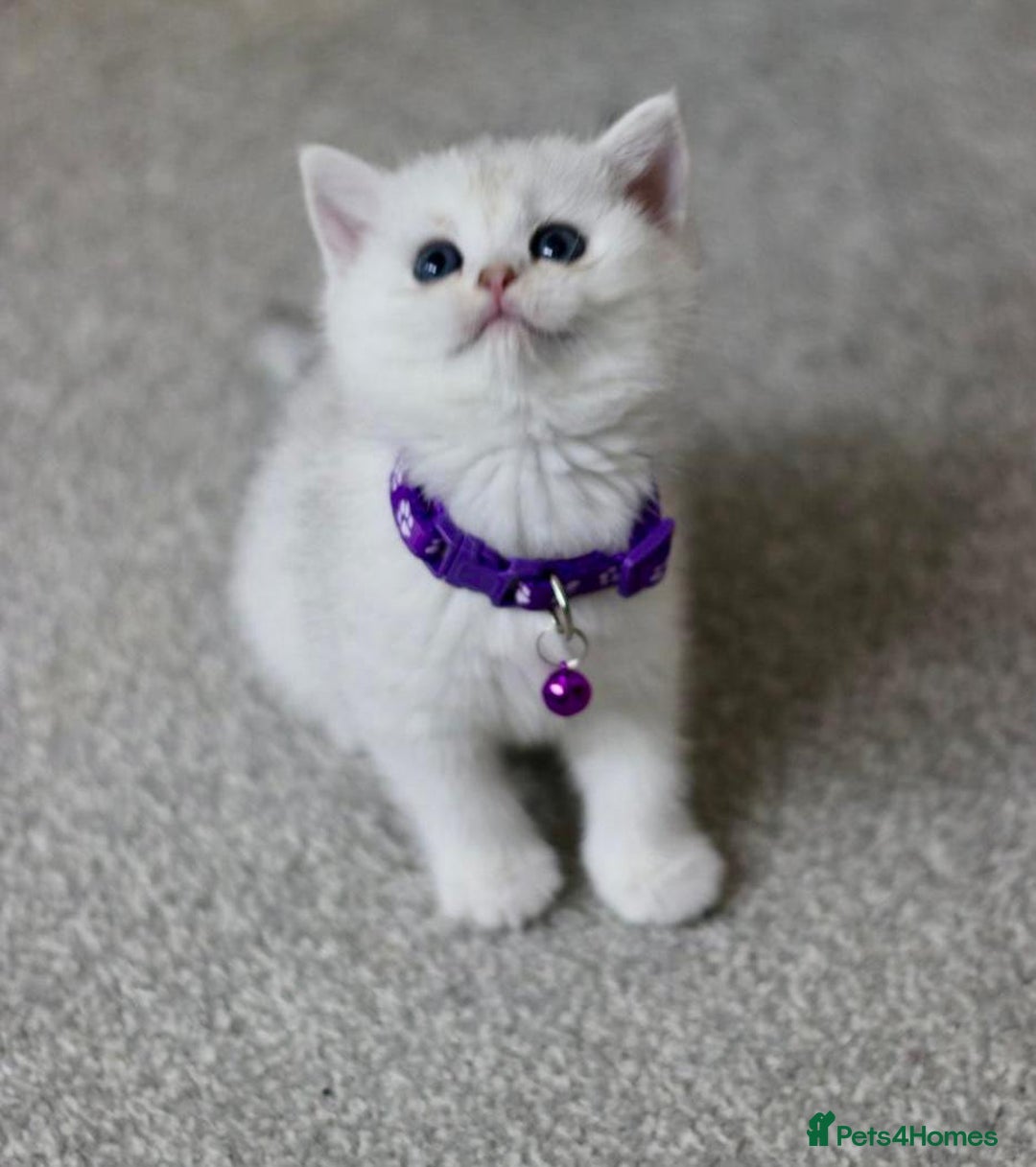 British Shorthair cats for sale: White British Shorthair Kittens – Rare Green Eyes - Advert 13