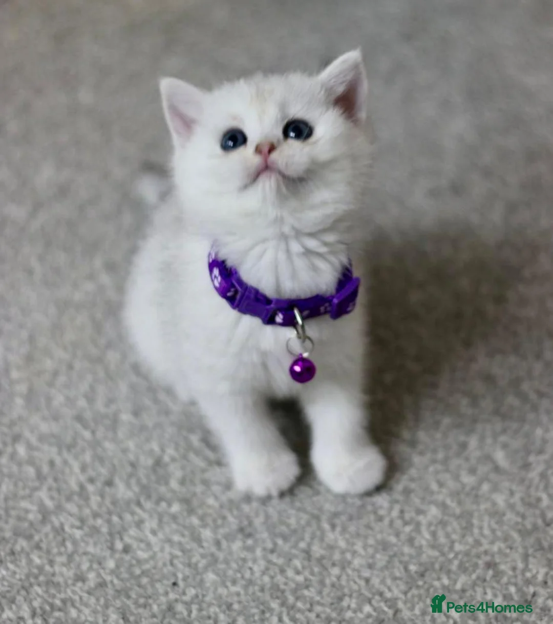 British Shorthair cats for sale: White British Shorthair Kittens – Rare Green Eyes - Advert 13