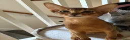 Abyssinian cats for sale: TICA 5* pedigree Abyssinian Kittens  - Advert 6