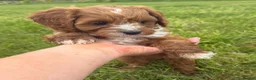 Cavapoo dogs for sale: Toy Cavapoo Puppies - Advert 38