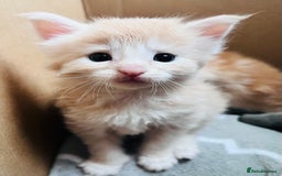 Maine Coon cats for sale: Beautiful Maine Coon babies - Image 2
