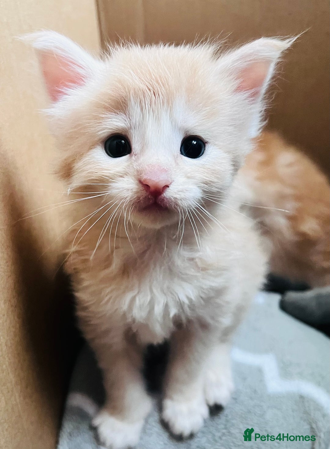 Maine Coon cats for sale: Beautiful Maine Coon babies - Image 2