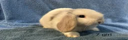 Dwarf Lop rabbits for sale: Mini x dwarf baby lop rabbits  - Advert 2