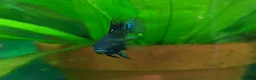 Cichlids fish for sale: Dark knight and golden cichlid rams - Advert 3