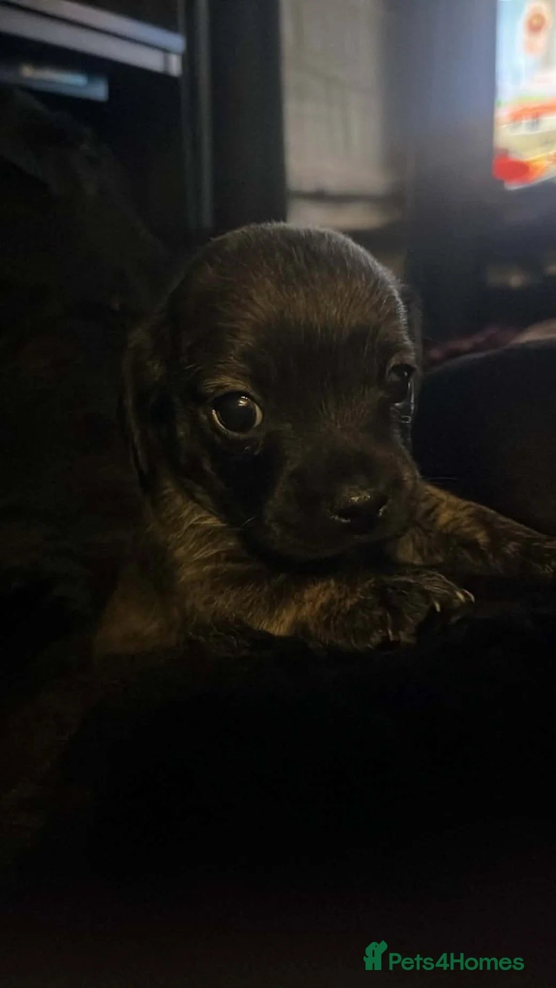 Mixed Breed dogs for sale: 8 Puppies for sale!  - Advert 39