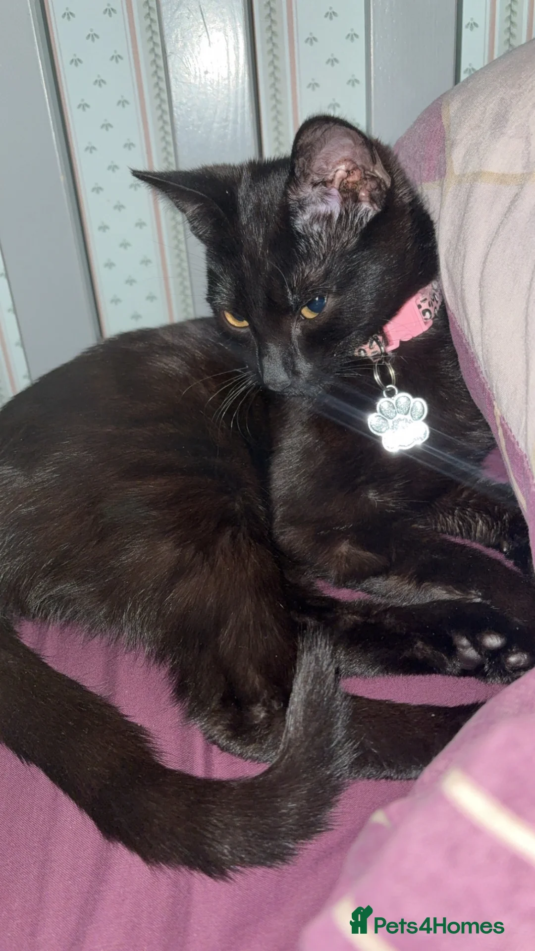 Domestic Shorthair cats for sale: 2 kittens just over 8 weeks old in Sheffield - Advert 1