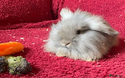 Mixed Breed rabbits for sale: Minilop, lionhead and mixed breed baby rabbits. - Image 3