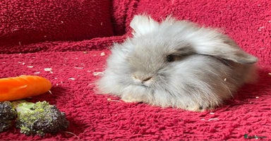 Mixed Breed rabbits - Advert 3