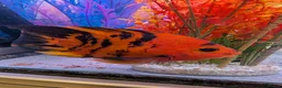 Cichlids fish for sale: KING KONG PARROT FISH AND FLOWERHOWN CICHLIDS - Advert 1