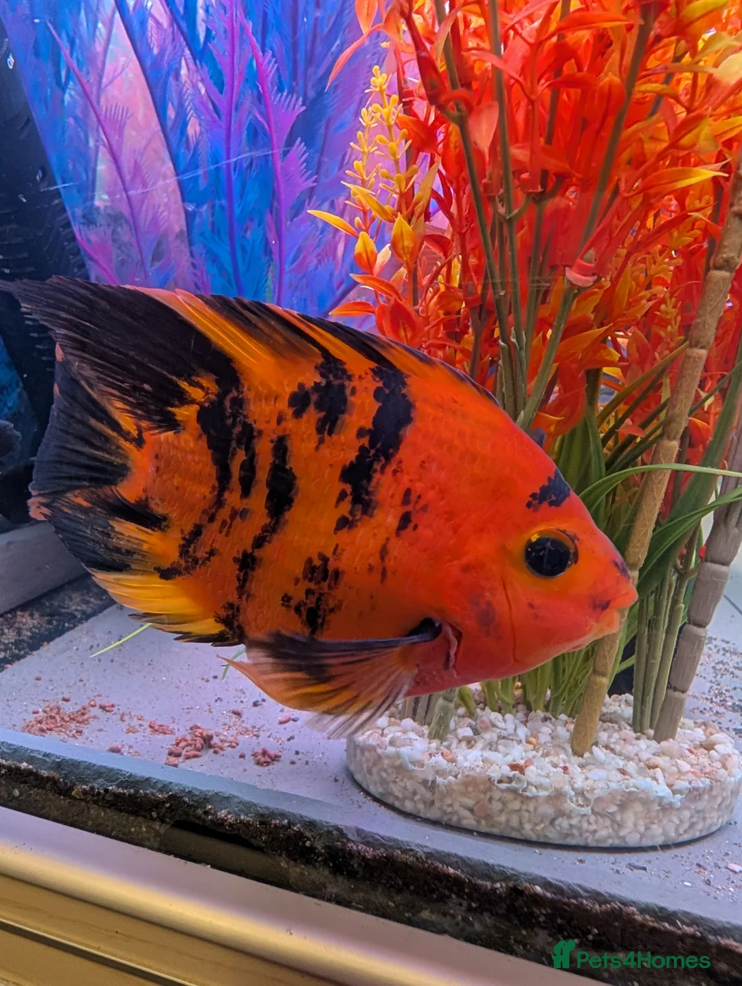 Cichlids fish for sale: KING KONG PARROT FISH AND FLOWERHOWN CICHLIDS - Advert 1