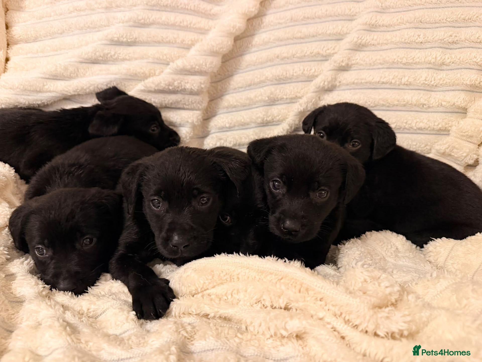 Labrador Retriever dogs Gorgeous Labrador KC Registered Puppy's  - Advert 4