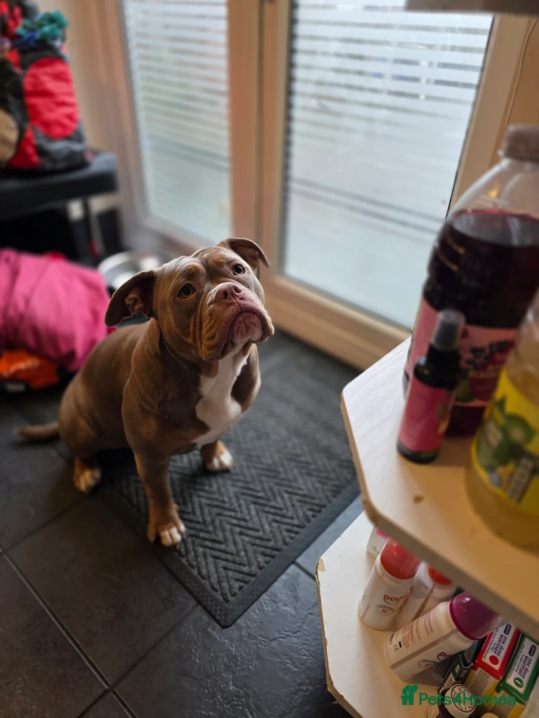 Olde English Bulldogge dogs for sale: 🐾 Nala – 08-Month-Old Old English Bulldogge  - Advert 7