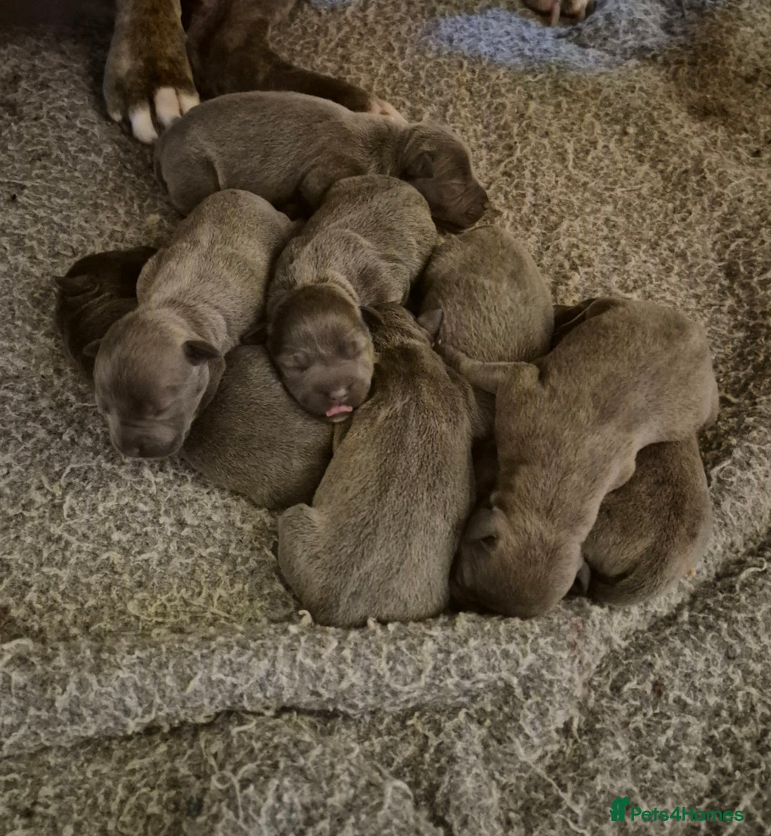 Staffordshire Bull Terrier dogs for sale: Eight gorgeous staffy puppies. - Advert 1
