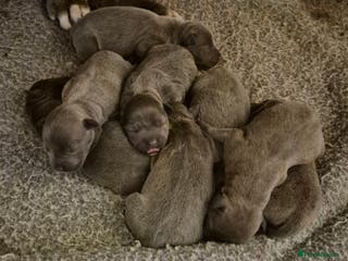 Staffordshire Bull Terrier dogs Eight gorgeous staffy puppies. - Advert 10