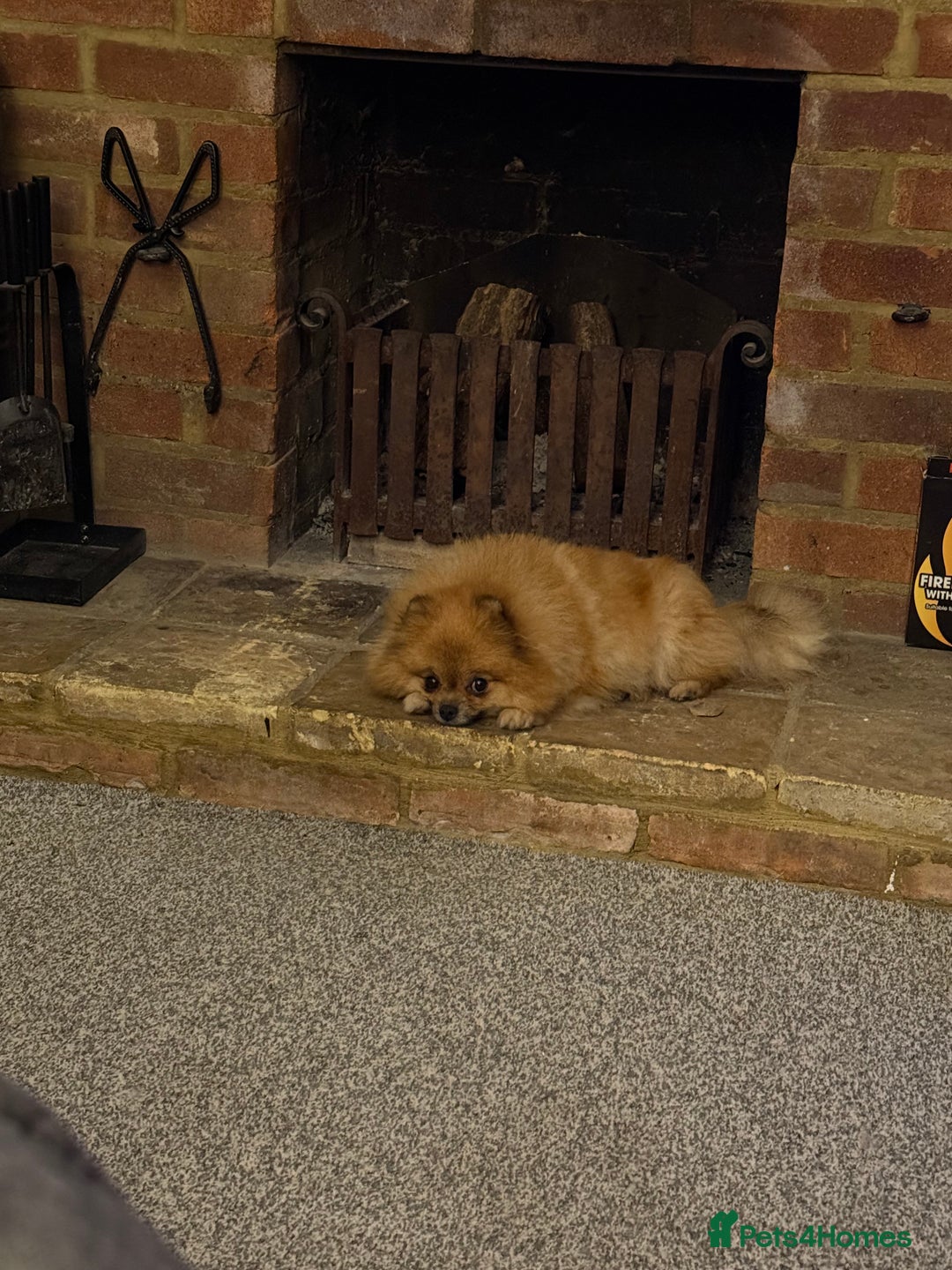 Pomeranian dogs for sale: BEAUTIFUL MALE POMERANIAN PUPPY  - Advert 5