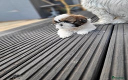 Shih Tzu dogs for sale: Lovely, most adorable, cutest puppy in town - Image 1