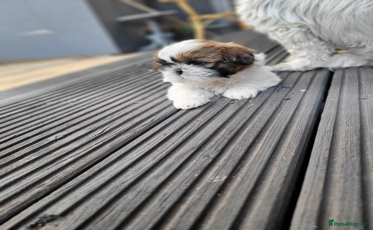 Shih Tzu dogs - Advert 4