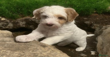 Australian Labradoodle dogs - Advert 15