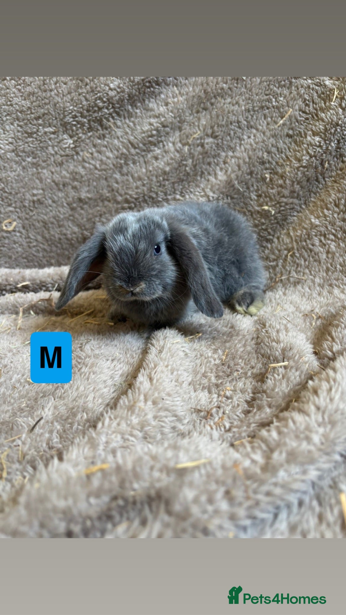 Mini Lop rabbits 6 weeks old Pure bred mini lops - Advert 9