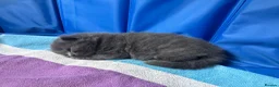 Maine Coon cats for sale: MAGICAL MAINE COON KITTENS - Advert 26
