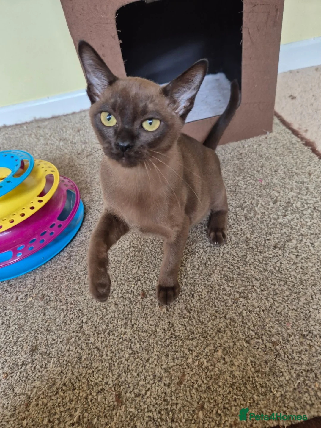 Burmese cats for sale:  Pedigree Brown Male Burmese Kitten - Advert 2