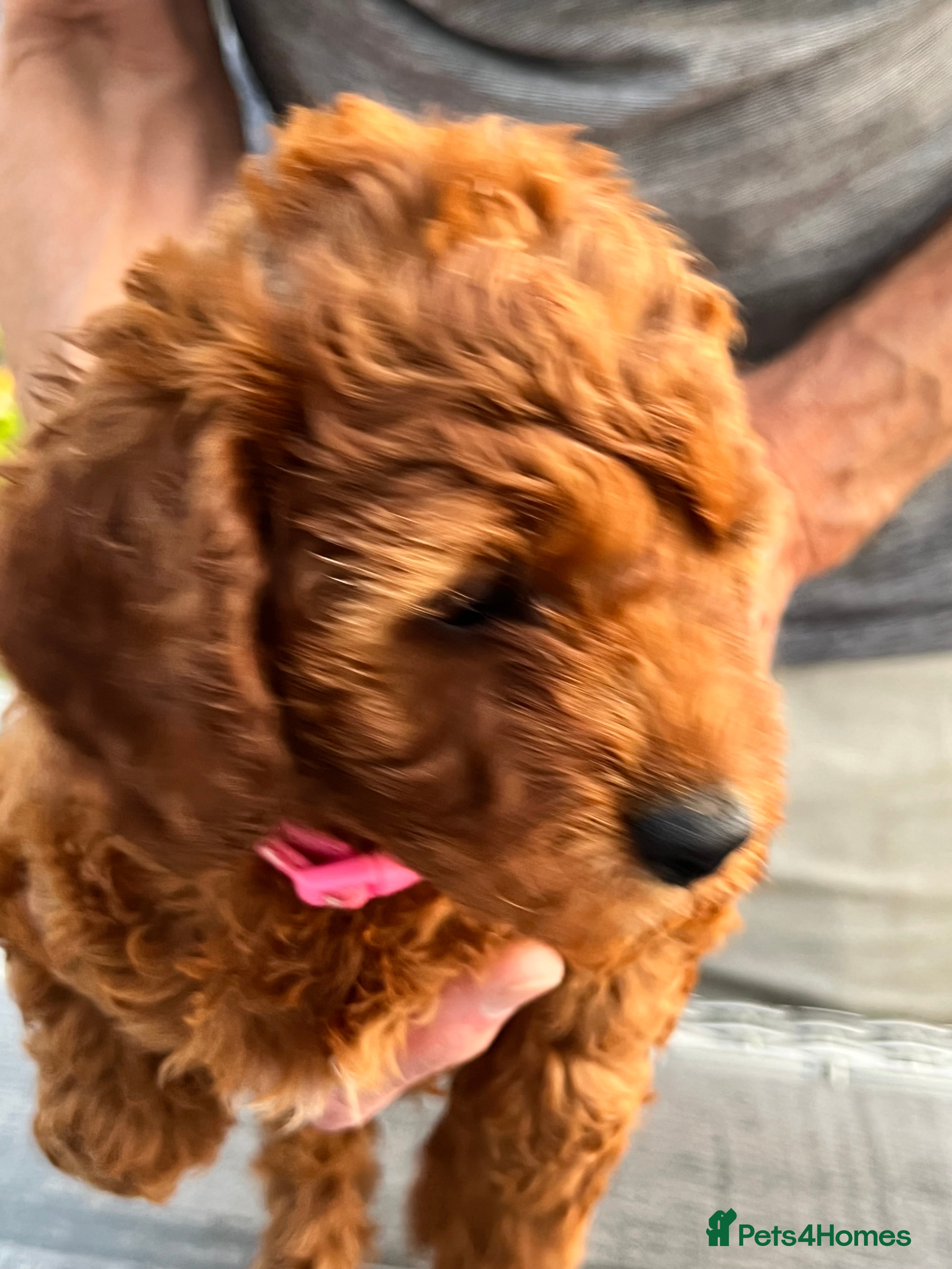 Cockapoo dogs 2 beautiful red home raised cockapoos av.2 weeks - Advert 2