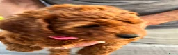 Cockapoo dogs for sale: 1 beautiful red home raised cockapoo av. 2 weeks - Advert 16