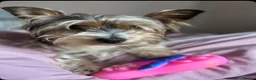 Mixed Breed dogs for sale: biewdles  - Advert 1