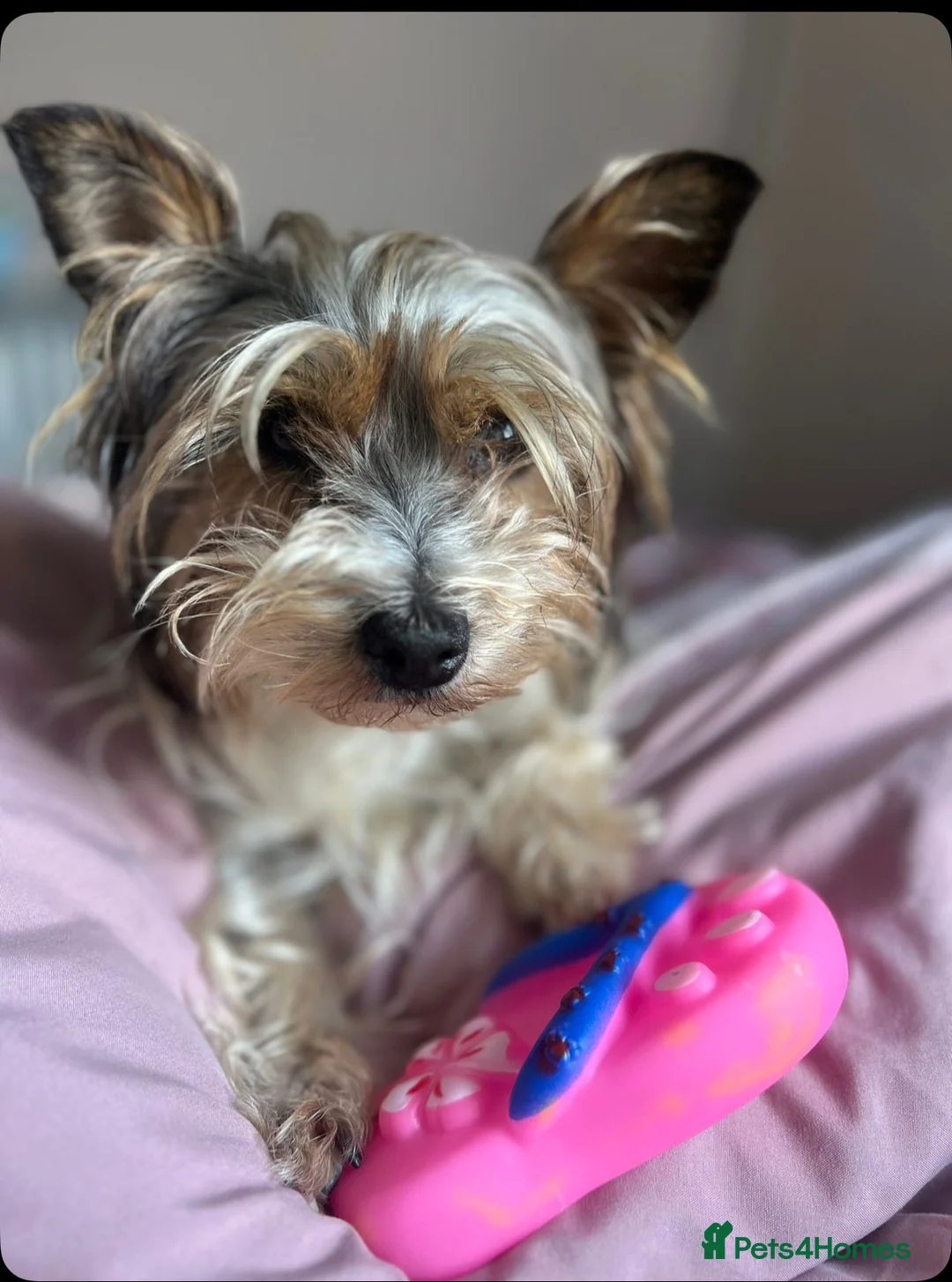 Mixed Breed dogs for sale: biewdles  - Advert 1