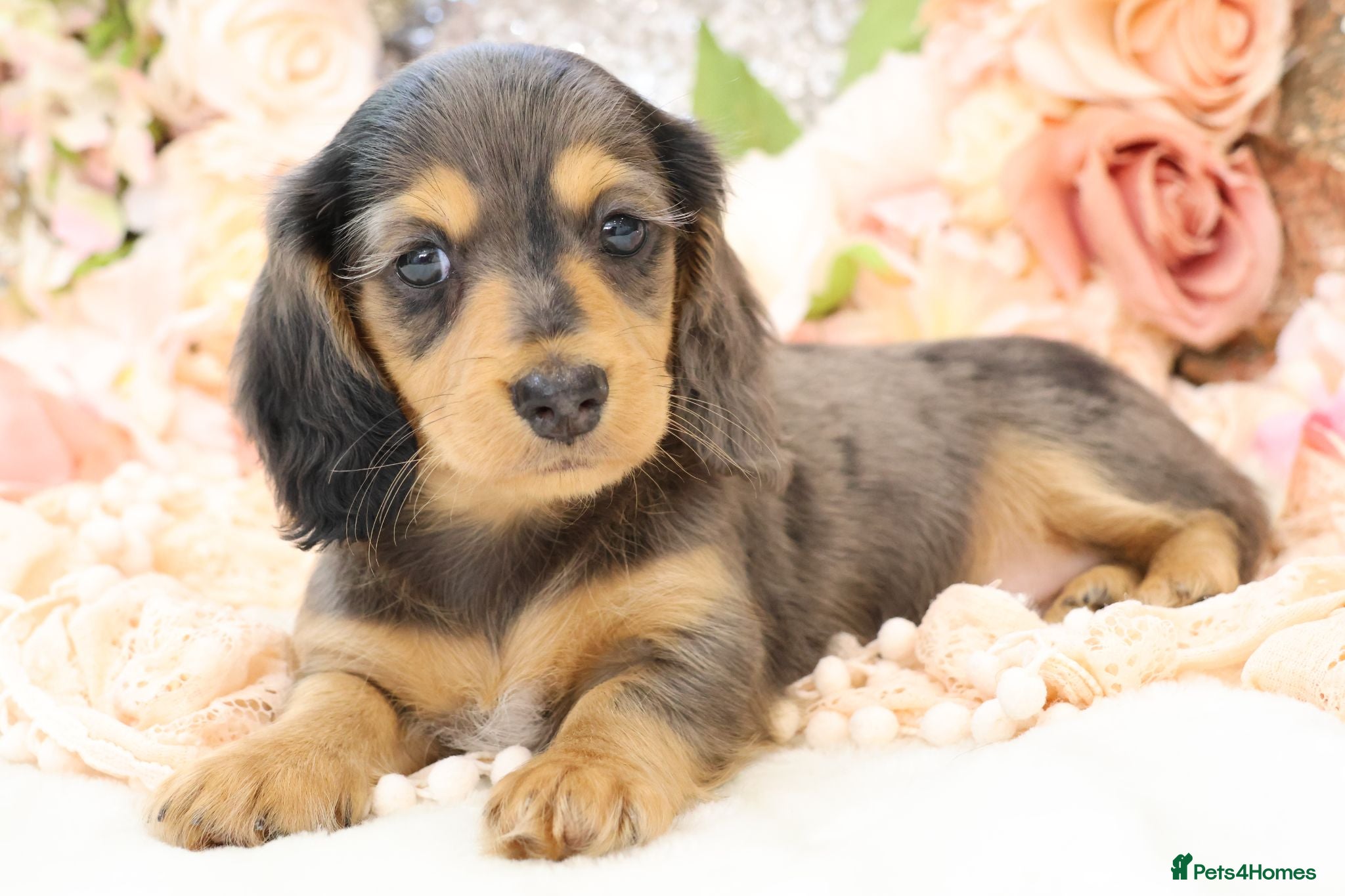 Miniature Dachshund dogs KC Longhair Miniature Dachshund Puppies - Advert 7