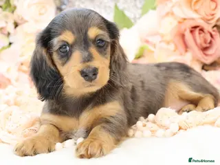 Miniature Dachshund dogs KC Longhair Miniature Dachshund Puppies - Advert 7