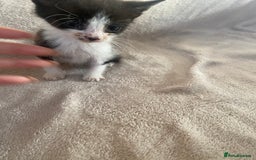 British Shorthair cats for sale: Lovely kittens            - Image 13