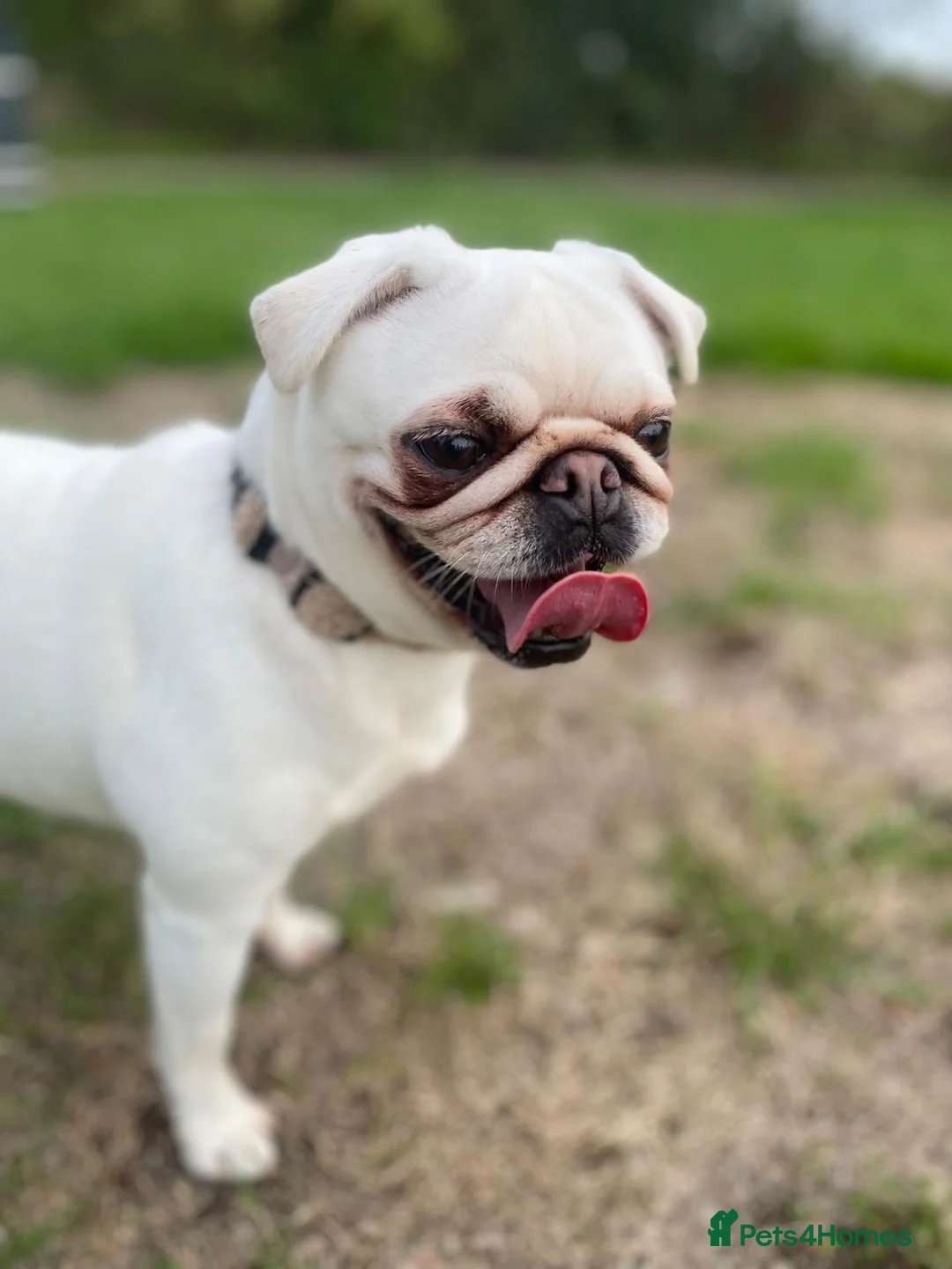 Pug dogs for sale: 4 Year old Pug in Nottingham - Advert 2