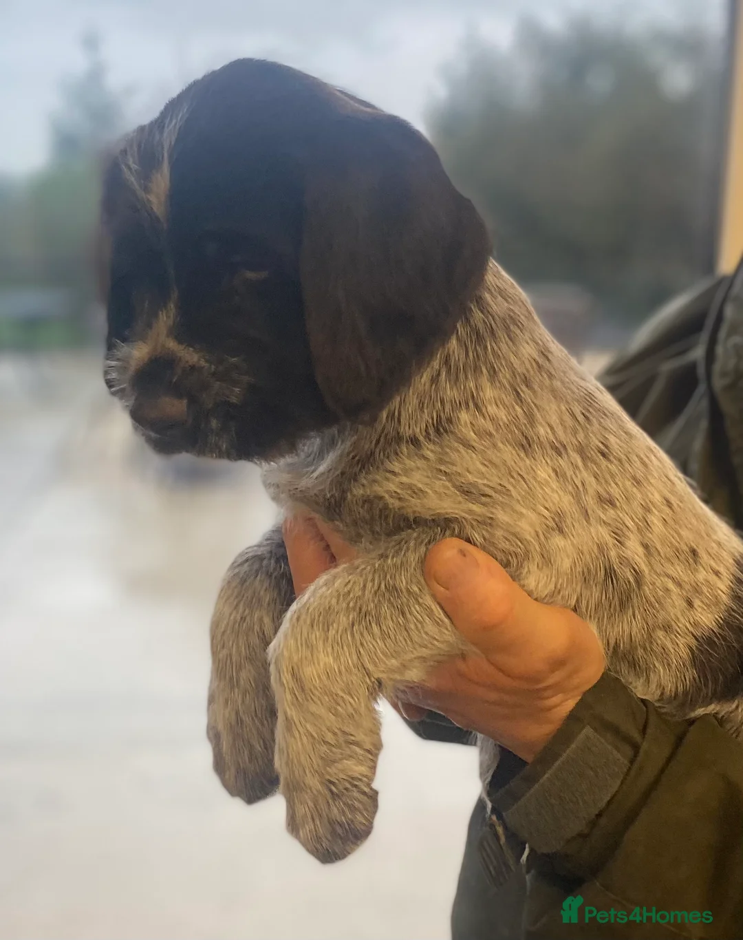 German Wirehaired Pointer dogs for sale: KC Registered German Wirehiared Pointer Pups - Advert 11