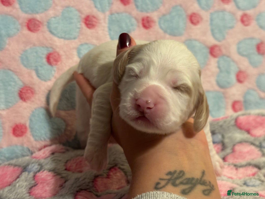 Cockapoo dogs for sale: Gorgeous F2B Cockapoo puppies  - Image 32