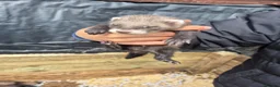 Ferret rodents for sale: Ferret kits  for sale  - Advert 4