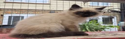 Ragdoll cats for sale: Stunning Male Ragdoll x Persian Kitten  - Advert 3