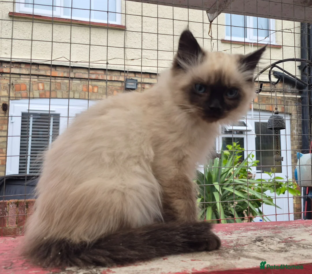 Ragdoll cats for sale: Stunning Male Ragdoll x Persian Kitten  - Advert 8