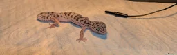 Leopard Gecko reptiles for sale: Beautiful young Leopard Gecko&full setup with viv  in Liverpool - Advert 2