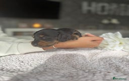 Miniature Dachshund dogs for sale: Miniature long-haired dachshunds - Image 25