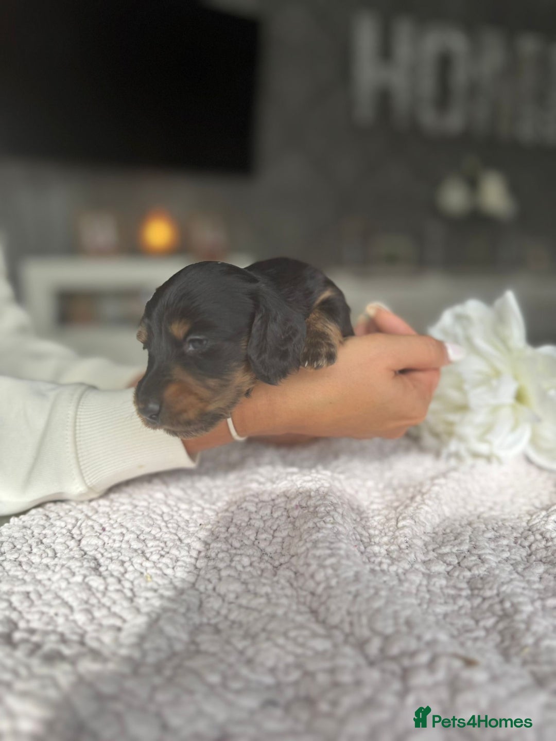 Miniature Dachshund dogs for sale: Miniature long-haired dachshunds - Image 25