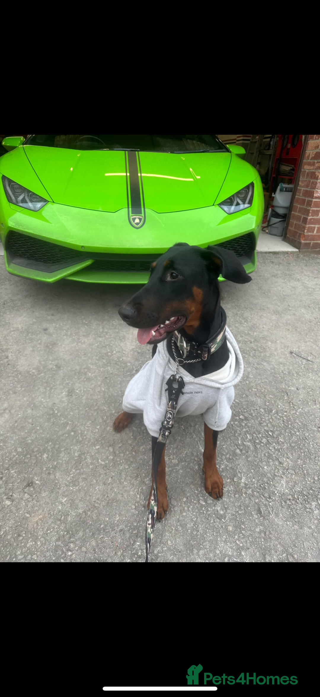 Dobermann dogs for sale: *Stunning Top/Best Bloodline Dobermanns For Sale* - Image 13