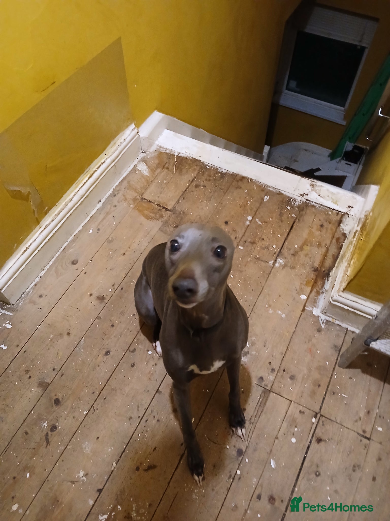 Mixed Breed dogs Baby yoda - Advert 2