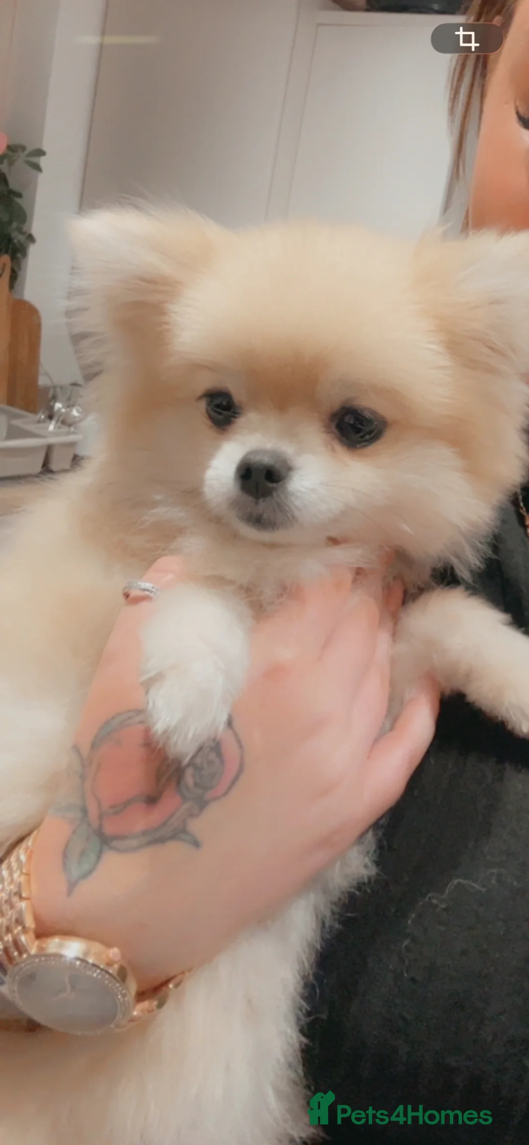 Pomeranian dogs for sale: Mimi Pomeranian  in Wolverhampton - Advert 2