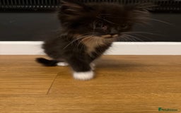 Ragdoll cats for sale: Tuxedo Ragdoll mix kittens - Image 2